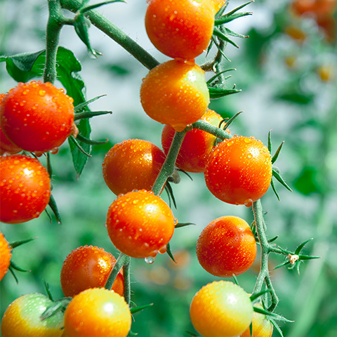 とれたての新鮮野菜